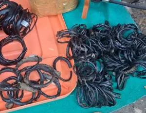 Pesona Akar Bahar, Mengapa Benda Ini Diburu Kolektor?