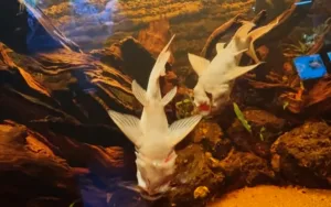 Ikan Lele Aneh Berenang Terbalik