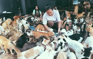 Di Balik Asap dan Amarah, RSKJ Berjuang Selamatkan Kucing-Kucing Tanpa Tuan