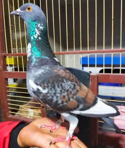 Komprangan Hingga Kolongan, Ketika Burung Dara Jadi Hiburan Bocah Bekasi