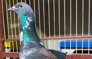 Komprangan Hingga Kolongan, Ketika Burung Dara Jadi Hiburan Bocah Bekasi
