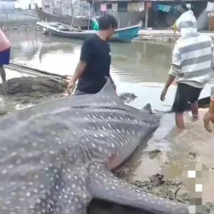 Hiu Tutul Mati di Muara Gembong, Apa Dampaknya Bagi Ekosistem?