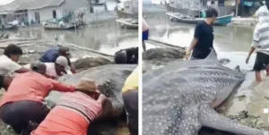 Hiu Tutul Seberat 1 Ton Terdampar dan Mati di Pantai Muara Gembong Bekasi