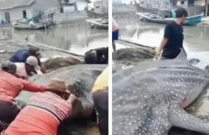 Hiu Tutul Seberat 1 Ton Terdampar dan Mati di Pantai Muara Gembong Bekasi