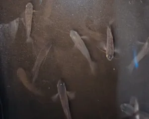 Berburu Ikan Sepat di Sawah Saat Transisi Musim Hujan