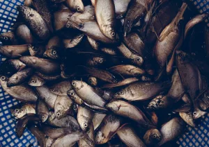 Sayur Ikan Sepat Dikuningin, Lauk Khas Orang Bekasi yang Mulai Langka