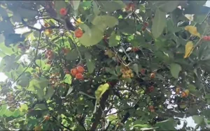 Berkah Terik Matahari Bekasi, Panen Jambu Haji Saumin yang Tak Ada Habisnya