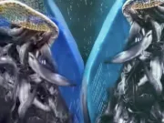 Mengintip Budidaya Lele Mutiara di Desa Ciledung Setu, Ketahanan Pangan Berbasis Dana Desa