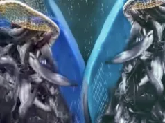 Mengintip Budidaya Lele Mutiara di Desa Ciledung Setu, Ketahanan Pangan Berbasis Dana Desa