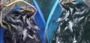 Mengintip Budidaya Lele Mutiara di Desa Ciledung Setu, Ketahanan Pangan Berbasis Dana Desa