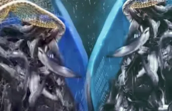 Mengintip Budidaya Lele Mutiara di Desa Ciledung Setu, Ketahanan Pangan Berbasis Dana Desa