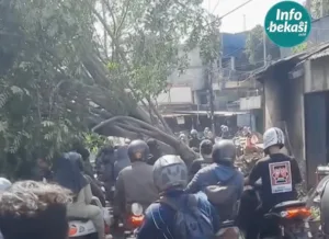 Akses Jalan Teluk Pucung Tertutup Pohon Roboh, Pengendara Kudu Ekstra Hati-Hati