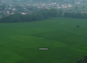 Serangbaru: Antara Hamparan Sawah Menyusut dan Asa Petani yang Bertahan