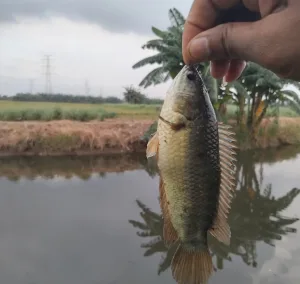Ikan Betok Kerap Muncul Saat Musim Hujan di Sawah dan Kali 