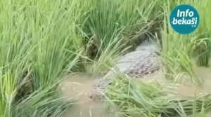 Buaya Jumbo ‘Nyasar’ di Sawah Cikiwul, Tim Damkar Turun Tangan