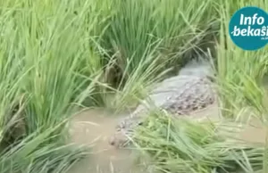 Buaya Jumbo ‘Nyasar’ di Sawah Cikiwul, Tim Damkar Turun Tangan