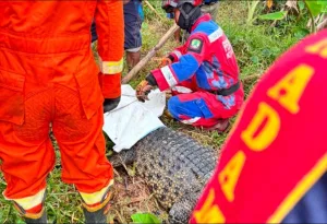 Proses Evakuasi Buaya Berukuran 2 Meter di Sawah Cikiwul, Warga Sempat Panik