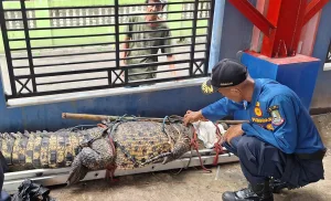 Damkar Cari Pemilik Buaya Jumbo yang Lepas di Sawah Kampung Cikiwul