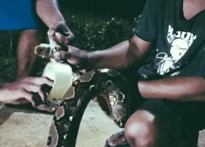 Imbas Luapan Sungai CBL, Banyak Ular ke Permukiman Warga Desa Srijaya 