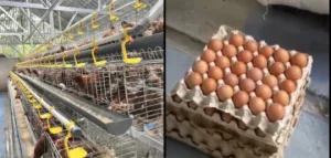 Jelang Tahun Baru, Harga Telur di Bekasi Naik 25 Persen, Ini Penyebabnya