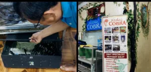 Kedai Kobra Agus di Bekasi, Dari Hobi Jadi Usaha Masuk Pasar Luar Negeri