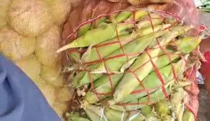 Sebanyak 750 Ton Jagung Banjiri Pasar Cibitung Buat Tradisi Malam Pergantian Tahun