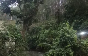 Gubernur Jabar Larang Penebangan Pohon, KDM Tak Mau Bencana Seperti Sumatera