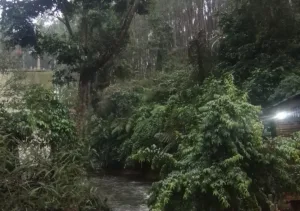 Gubernur Jabar Larang Penebangan Pohon, KDM Tak Mau Bencana Seperti Sumatera