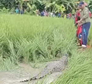 Melihat Lebih Dekat Buaya Muara yang ‘Kesasar’ di Sawah Kampung Cikiwul
