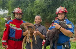 2 Ekor Kambing ‘Tercebur’ di Sumur Sedalam 20 Meter di Bantargebang Berhasil Dievakuasi
