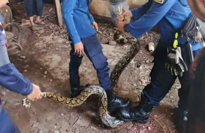 Evakuasi Ular Sanca di Kampung Rawa Banteng, Petugas Damkar Sempat Kewalahan