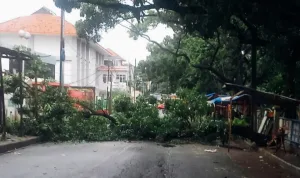 Angin Kencang Tumbangkan Pohon Mahoni Tua di Margahayu