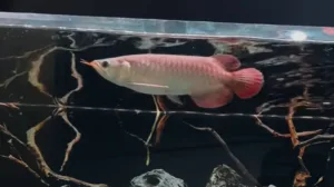 9 Hal yang Jarang Diketahui dari Ikan Arwana
