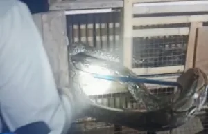 Ular Sanca Kembang Mangsa Ayam Milik Warga Cikarang, Ini Penyebabnya