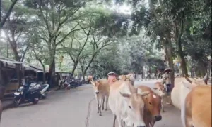 Sapi, Kuda hingga Domba: Jejak Peternak yang Tak Hilang dari Kawasan Perkantoran Bekasi