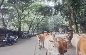 Sapi, Kuda hingga Domba: Jejak Peternak yang Tak Hilang dari Kawasan Perkantoran Bekasi