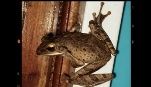 Katak Pohon Muncul di Permukiman Warga Kebalen Usai Hujan Deras