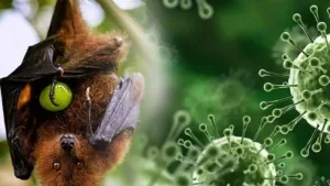 Apa Itu Virus Nipah? Ini Penyebab, Gejala dan Cara Pencegahannya