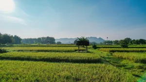 Pemerintah ‘Kunci’ Lahan Sawah, Tak Bisa Lagi Diubah Jadi Perumahan atau Pabrik