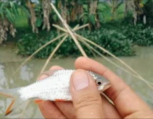 Mengenal Teknik Nganco, Cara Tradisional Warga Bekasi Membaca Arus Sungai