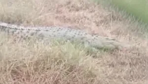 Ini Penampakan Buaya di Bantaran Kali CBL Sempat Heboh di Media Sosial
