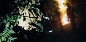 Uyut Coky Temukan Sarang Tawon Vespa di Tanjung Air, Damkar Evakuasi Tengah Malam
