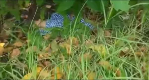 Miris, Hubungan Gelap Jadi Alasan Pasangan Kekasih di Tambun Ini Tega Buang Bayi