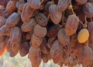 Kurma Buah Identik Ramadan: Historis, Religi dan Manfaat Kesehatan