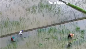 Petani Desa Sukabakti Tambelang Pindahkan Benih Padi dari Zona Rawan Banjir