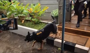Dugaan Perampokan dan Pembunuhan di Jatibening, Polisi Kerahkan Anjing Pelacak 