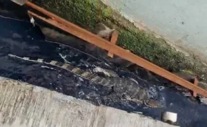Muncul di Atap dan Selokan, Biawak Bikin Geger Warga Kampung Kaliabang Pengarengan