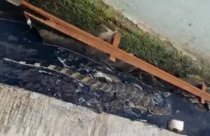 Muncul di Atap dan Selokan, Biawak Bikin Geger Warga Kampung Kaliabang Pengarengan