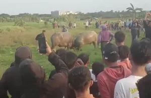 Adu Kerbau Jadi Tradisi Warga Bogor Tarumajaya Jelang Lebaran