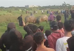 Adu Kerbau Jadi Tradisi Warga Bogor Tarumajaya Jelang Lebaran